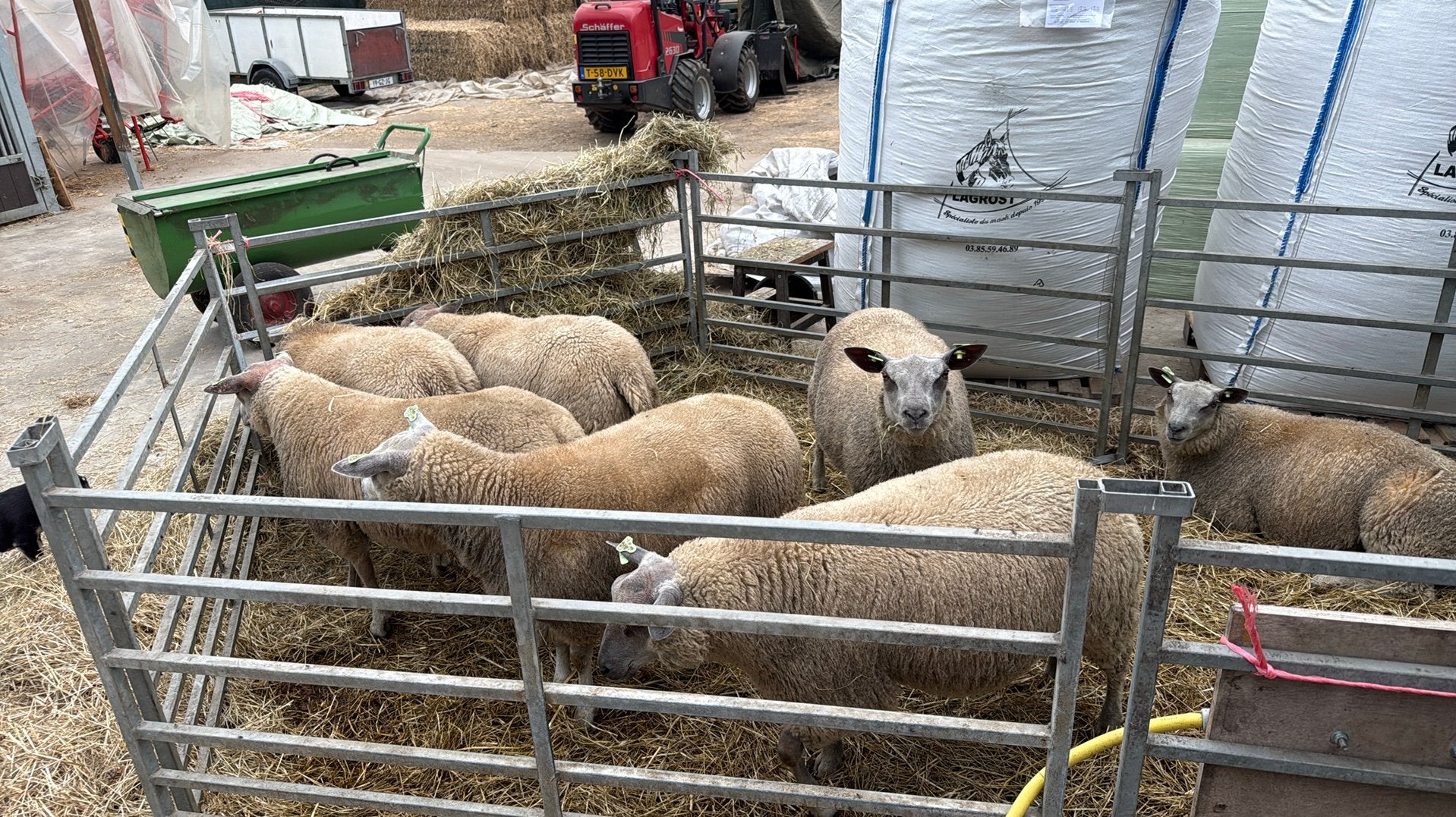 7 lanmeren van dit jaar, Dieren en Toebehoren, Meerdere dieren, Schaap