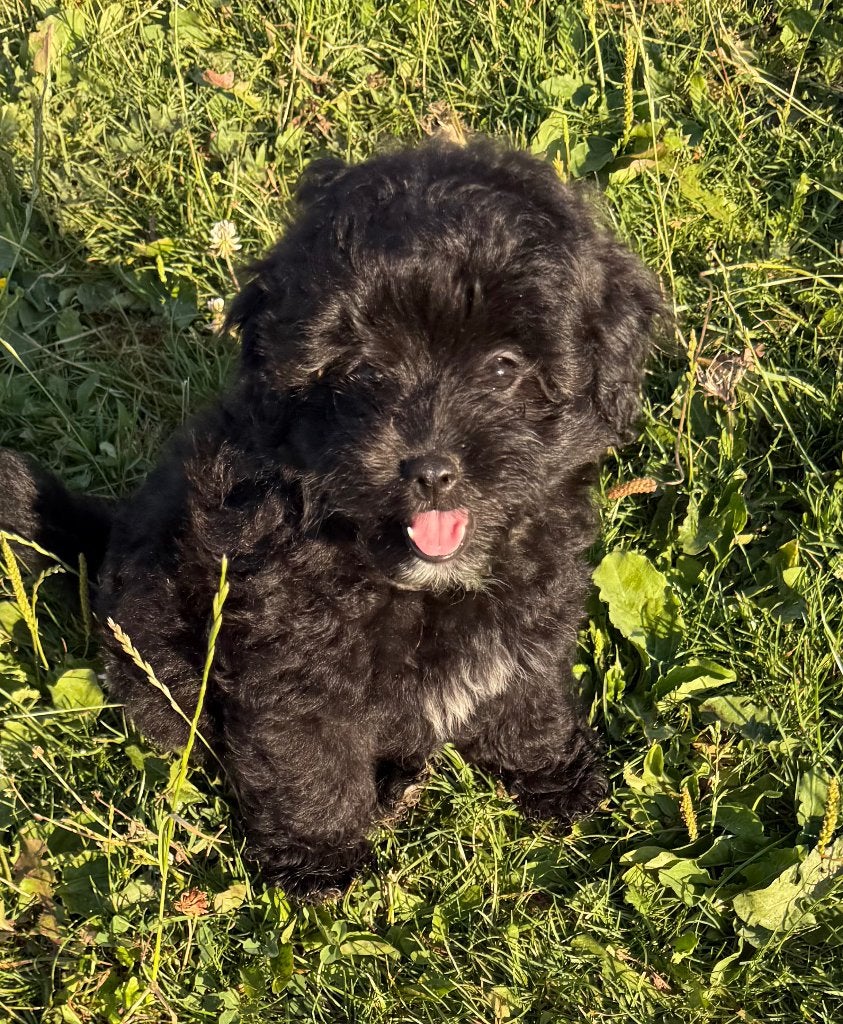 De allerliefste Shi Pom Poo puppy’s, Poedel, 8 tot 15 weken, Parvo, Meerdere