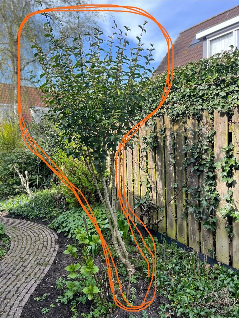 Gratis Liguster op stam, Ophalen, Liguster, Struik, 100 tot 250 cm