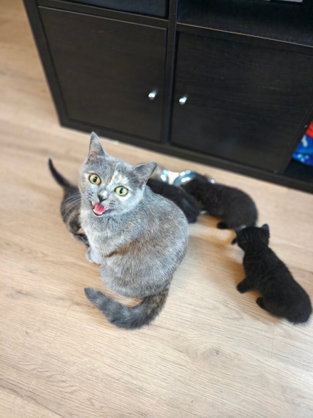 Britsekorthaar/ragdoll kittens, Meerdere dieren, Kortharig, 0 tot 2 jaar
