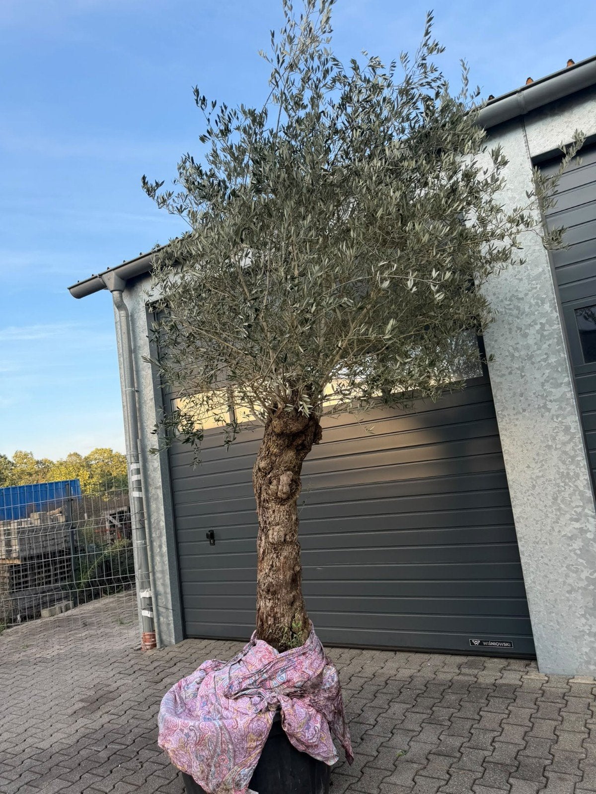 Prachtige Olijfboom in pot - Mediterrane sfeer, Lente, Olijfboom, 250 tot 400 cm, Ophalen