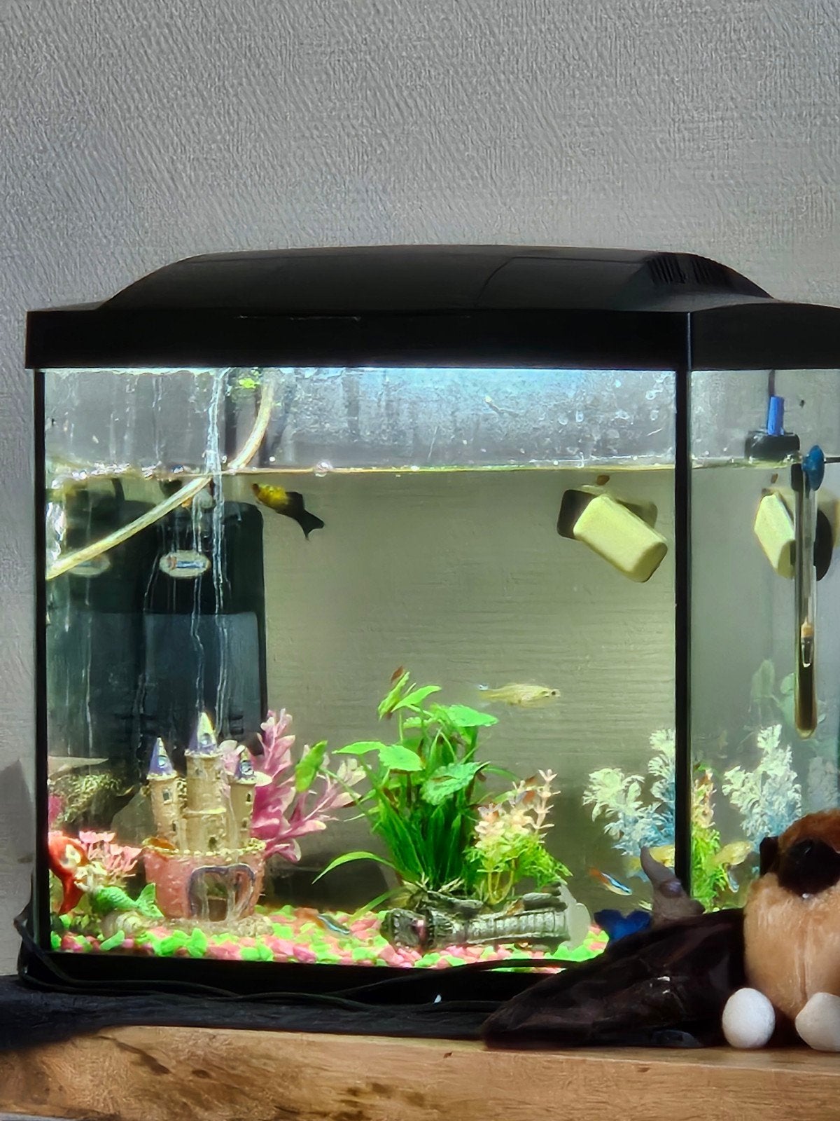 aquarium met vissen, Ophalen, Zo goed als nieuw, Gevuld zoetwateraquarium
