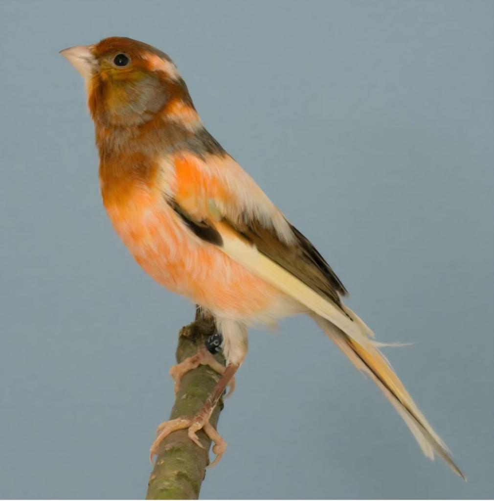 Inkoop / verkoop div soorten vogels, Dieren en Toebehoren, Vogels | Kanaries, Meerdere dieren, Kleurkanarie