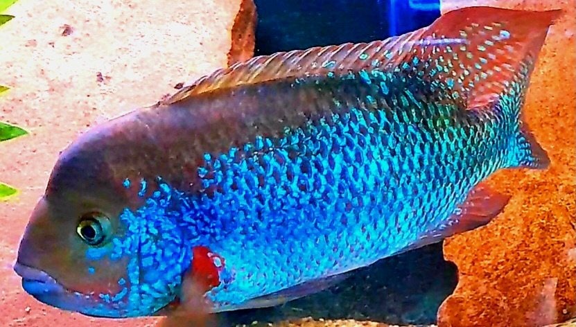 Aquariumvissen Chuco microphthalmus, Dieren en Toebehoren, Vis, Zoetwatervis