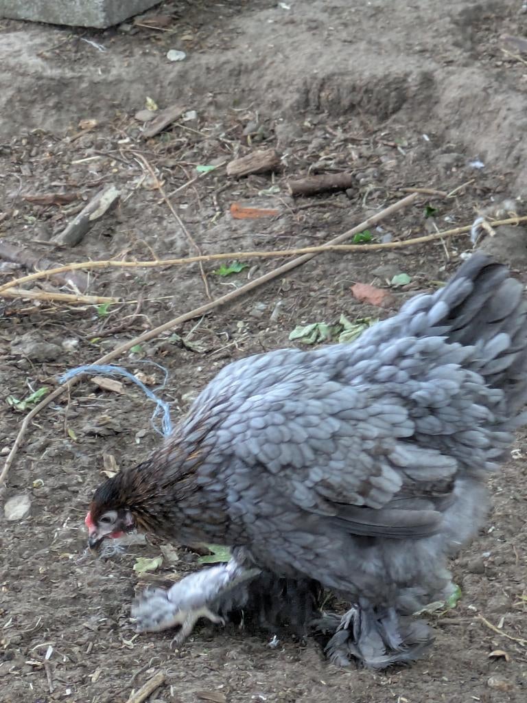 Wandotte kriel, Dieren en Toebehoren, Pluimvee, Vrouwelijk, Kip