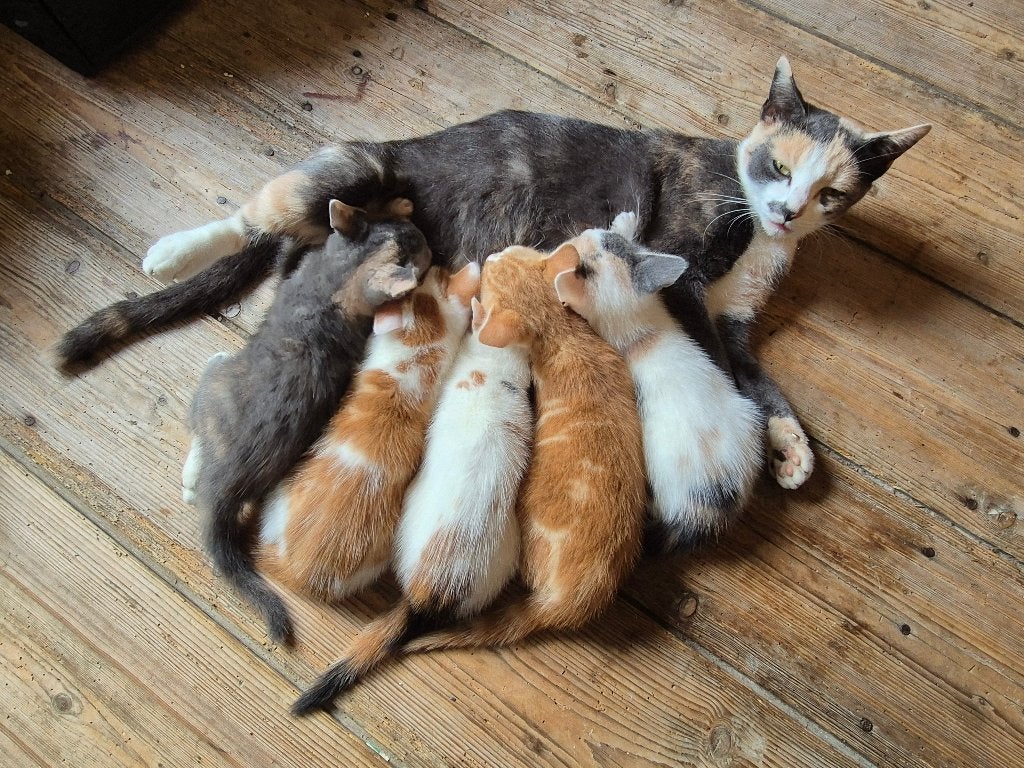 Kittens zoeken gouden mandje, Dieren en Toebehoren, Meerdere dieren, Ontwormd, 0 tot 2 jaar