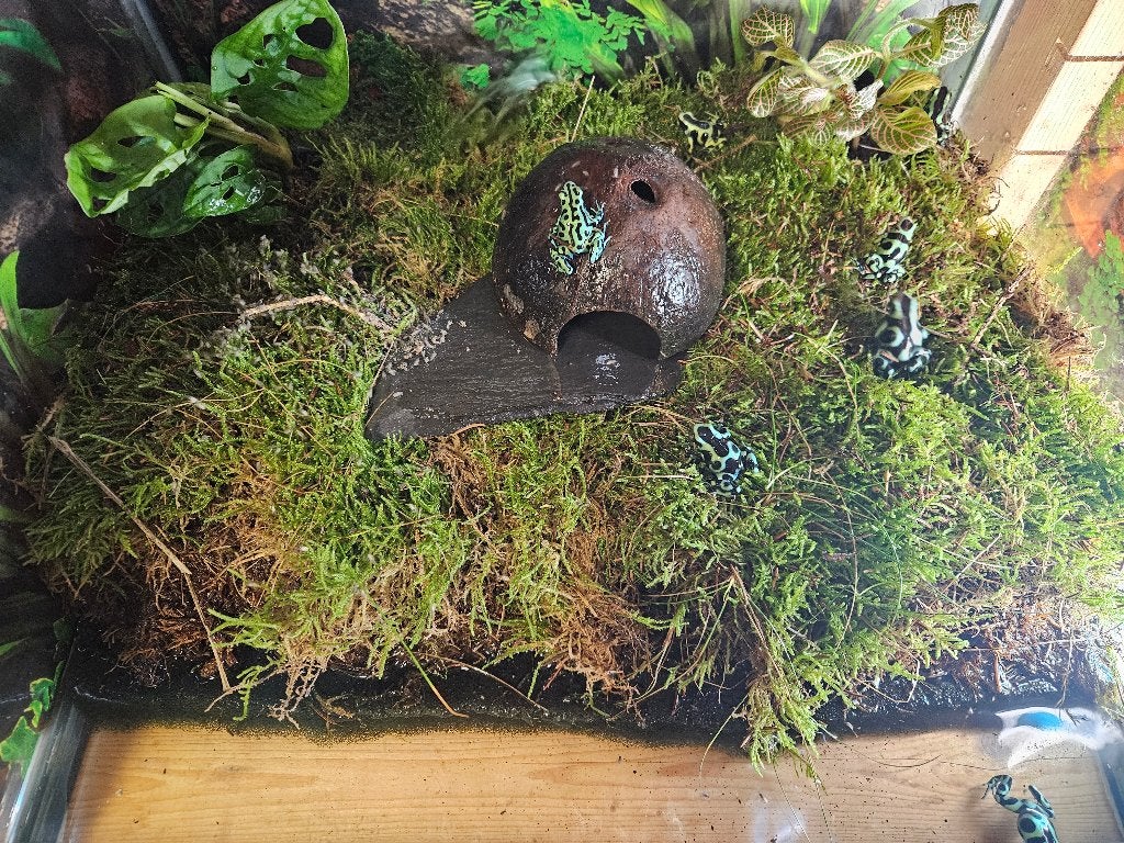Dendrobates Auratus Gouden gifkikker, Amfibie, 0 tot 2 jaar