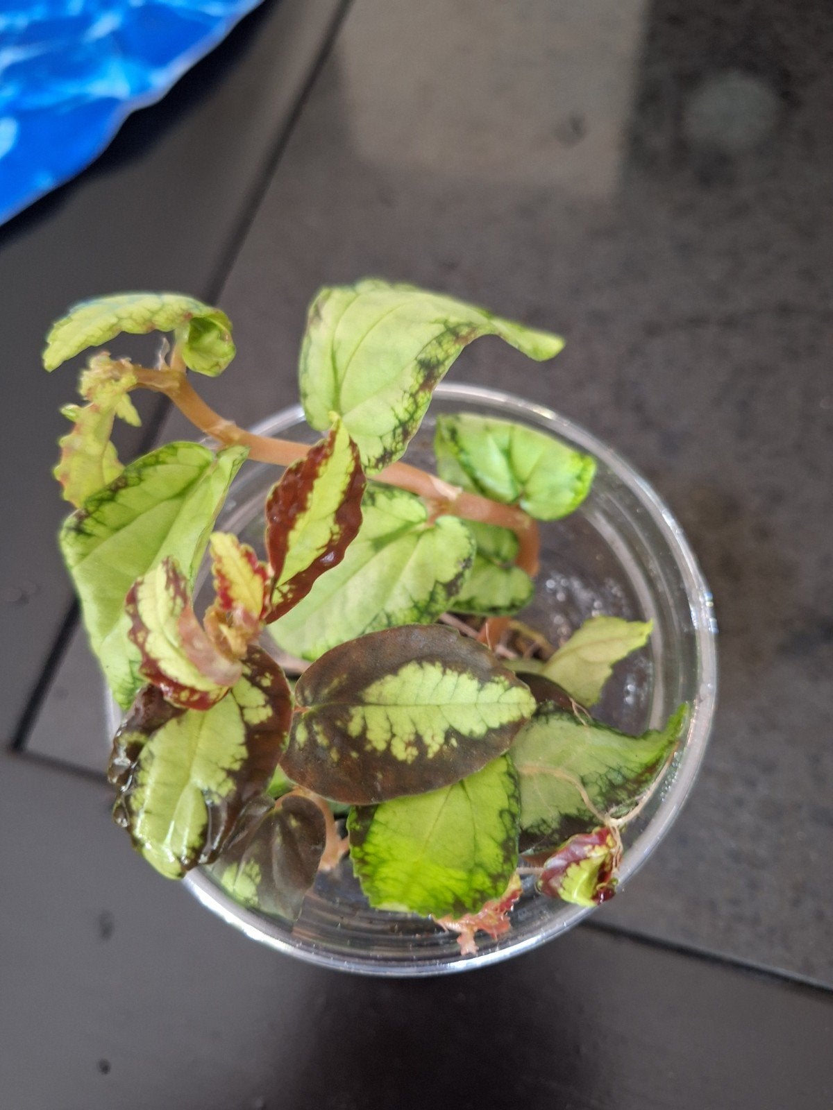 Pellionia repens, Huis en Inrichting, Kamerplanten, Ophalen of Verzenden, Halfschaduw, Minder dan 100 cm