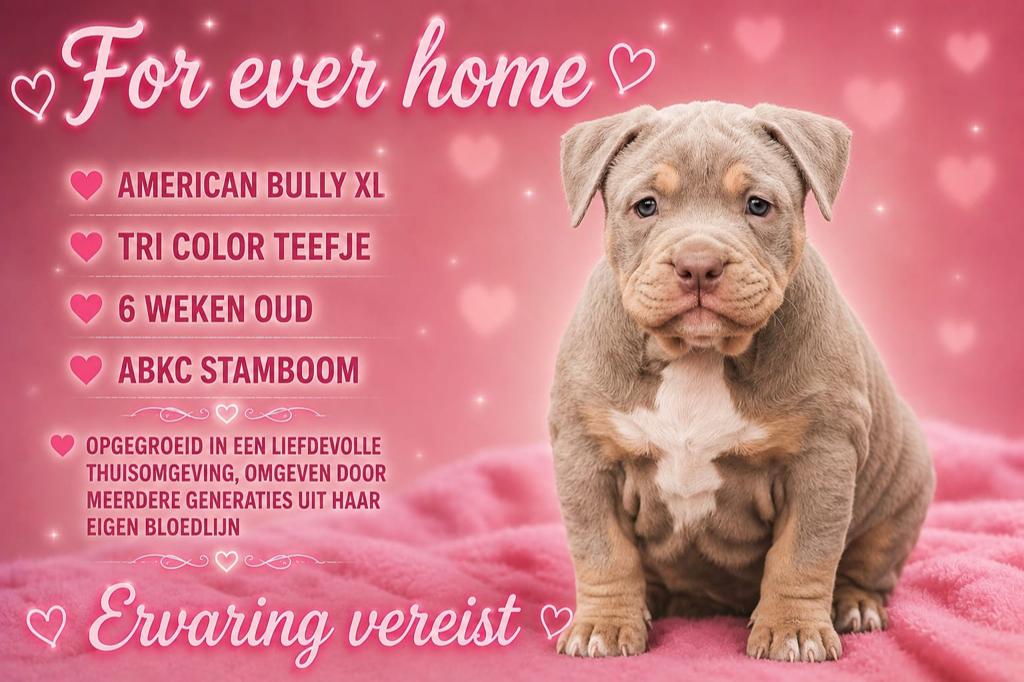 American Bully xL teefje *ABKC, Dieren en Toebehoren, Overige rassen, 8 tot 15 weken, Teef, Eén hond