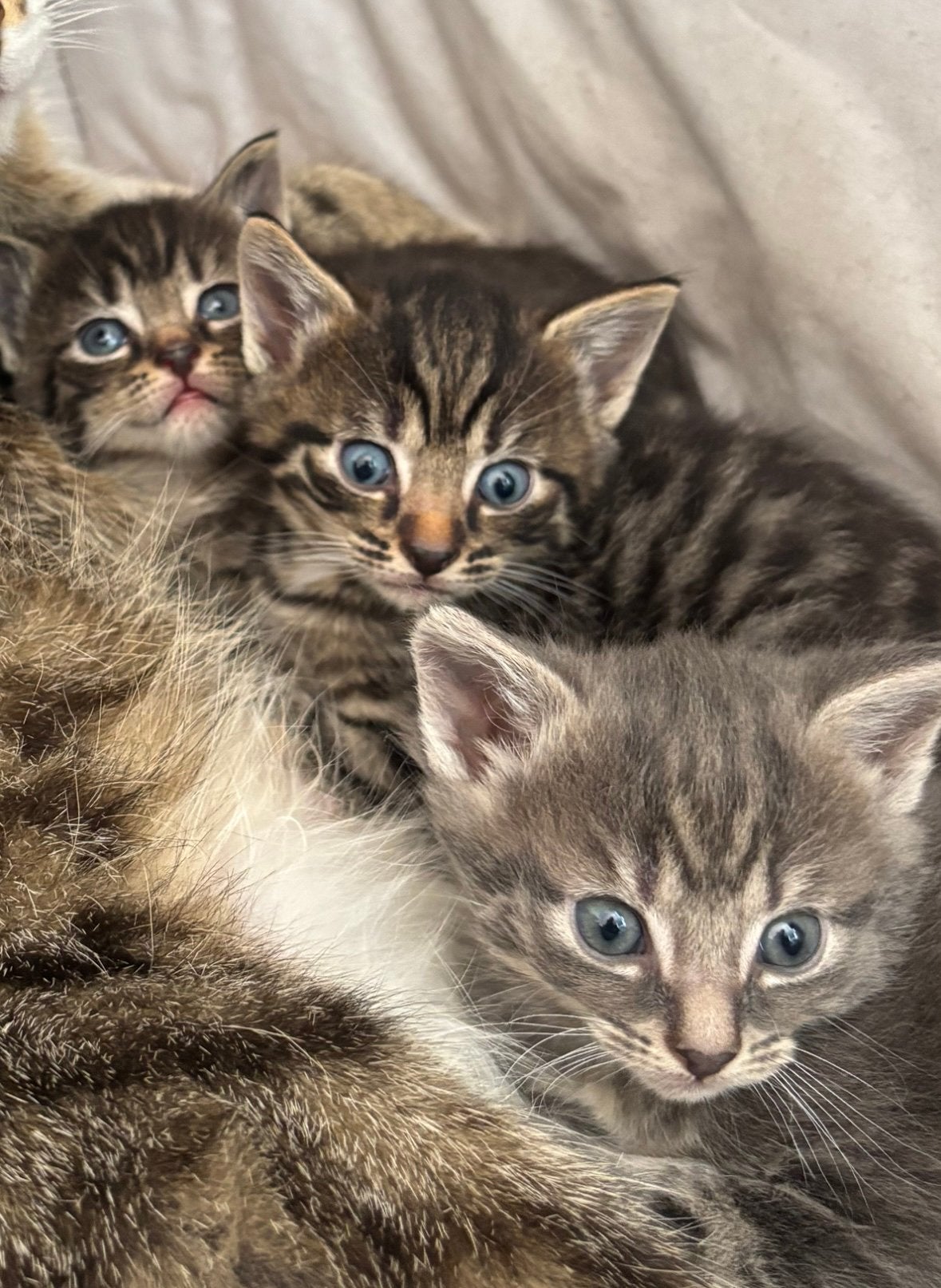 Kittens 9 weken, Dieren en Toebehoren, Geslacht onbekend, 0 tot 2 jaar