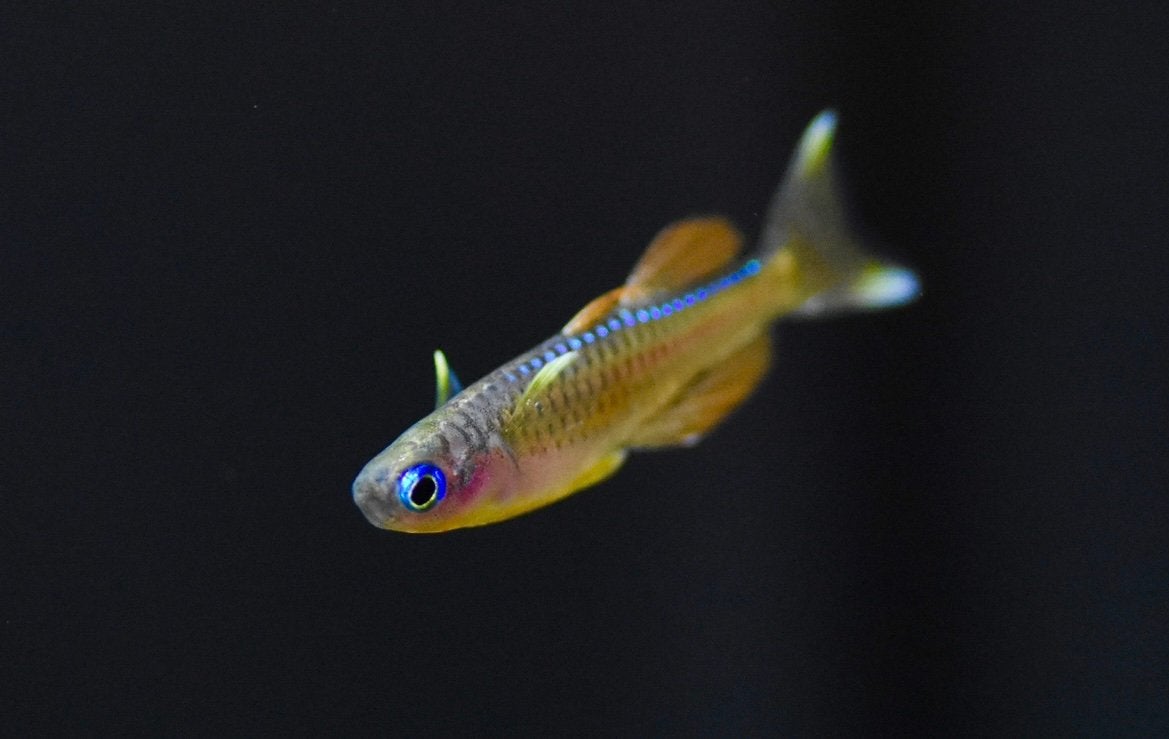 Aquariumvissen Pseudomugil Luminatus, Vis