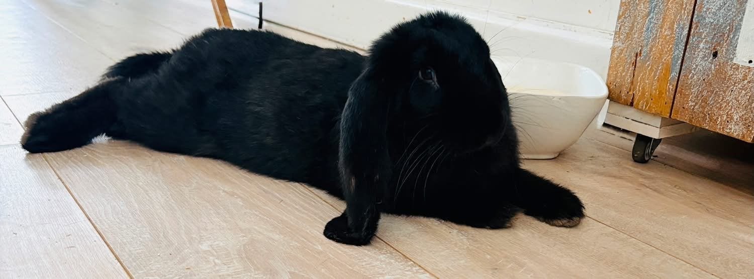 Heel goed huisje gezocht voor choco, Vrouwelijk, Dwerg, Hangoor