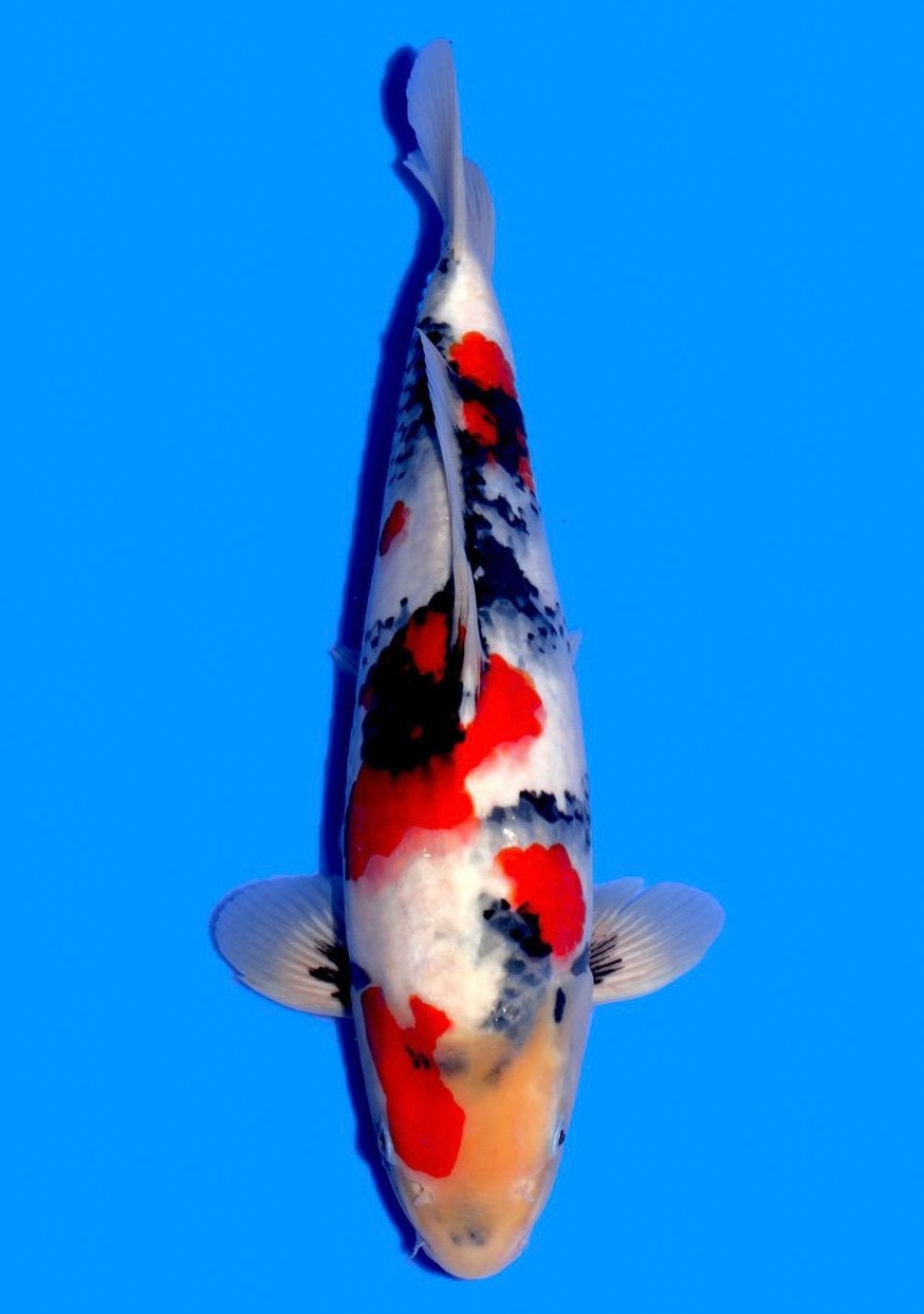 High class japanse koi tancho showa sanke karashigoi kohaku, Karper of Koi