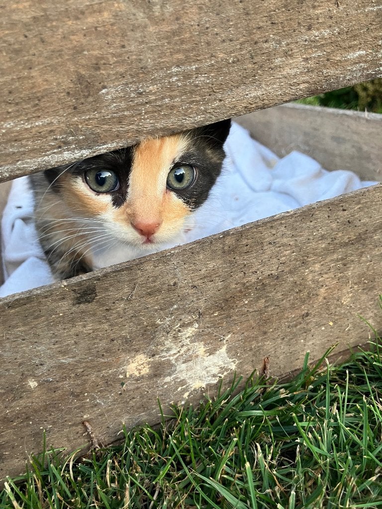 Lieve, speelse kittens, Dieren en Toebehoren, Katten en Kittens | Overige Katten, Meerdere dieren, Kortharig, 0 tot 2 jaar