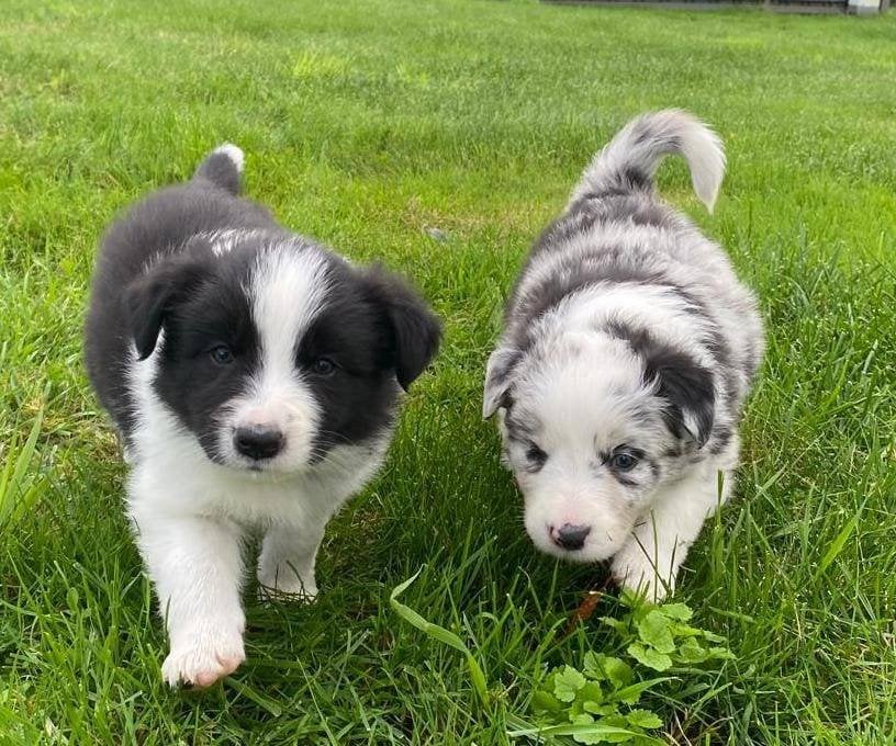Border Collie pups, Dieren en Toebehoren, België, Particulier, 8 tot 15 weken, Collie