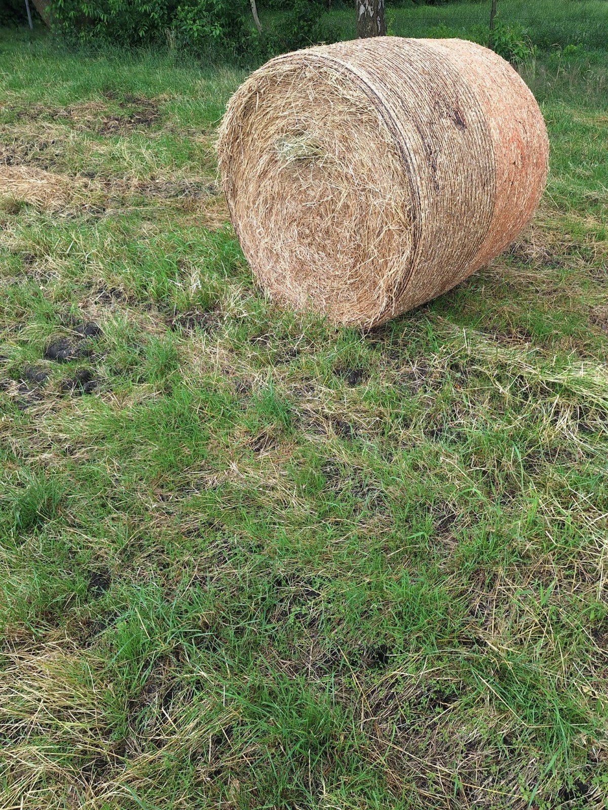 Hooi - Ronde balen paarden pony's hooibalen, Dieren en Toebehoren, Dierenvoeding, Ophalen of Verzenden, Vee