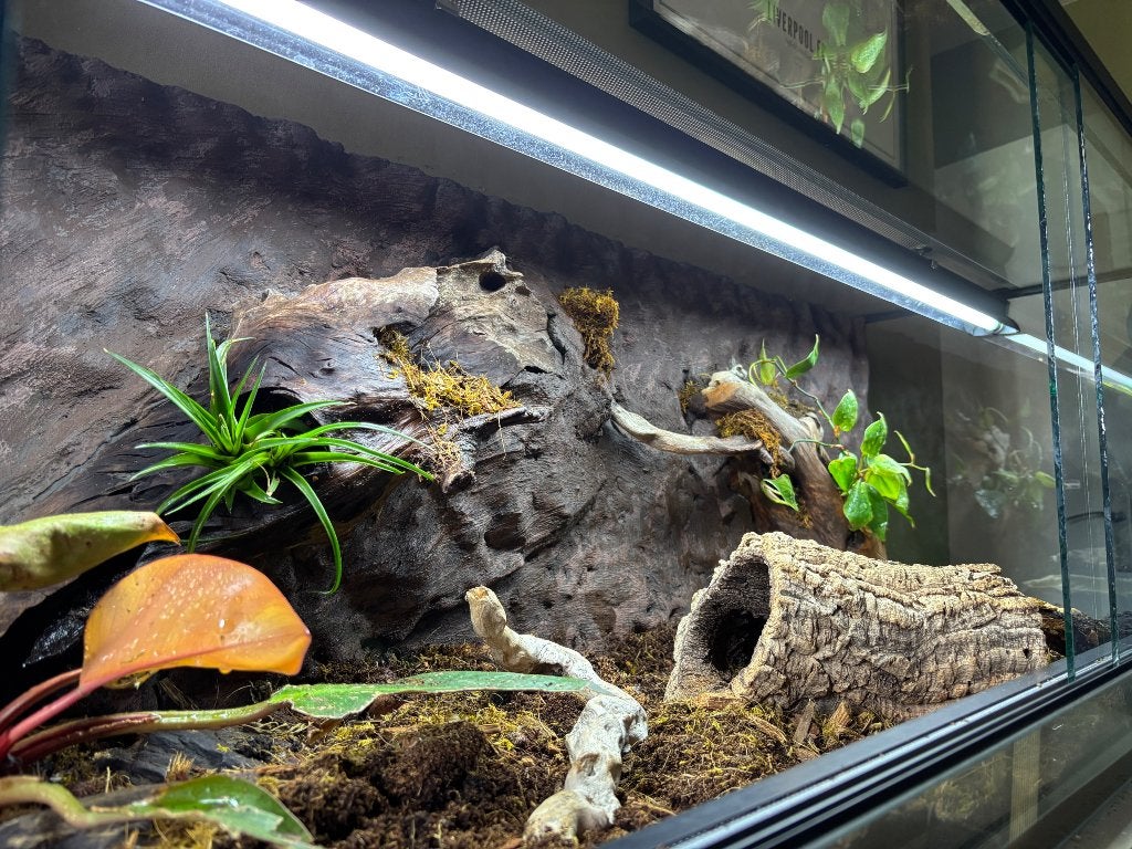 Blauwtongskink+terrarium Blue Tongue Skink photo 2