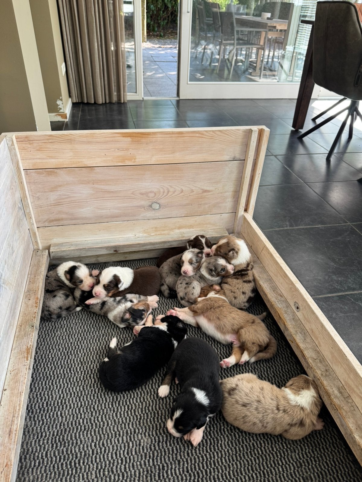 Filou's Aussies: Nog 4 Australische Herder pups beschikbaar!, België, Particulier, 8 tot 15 weken, Parvo