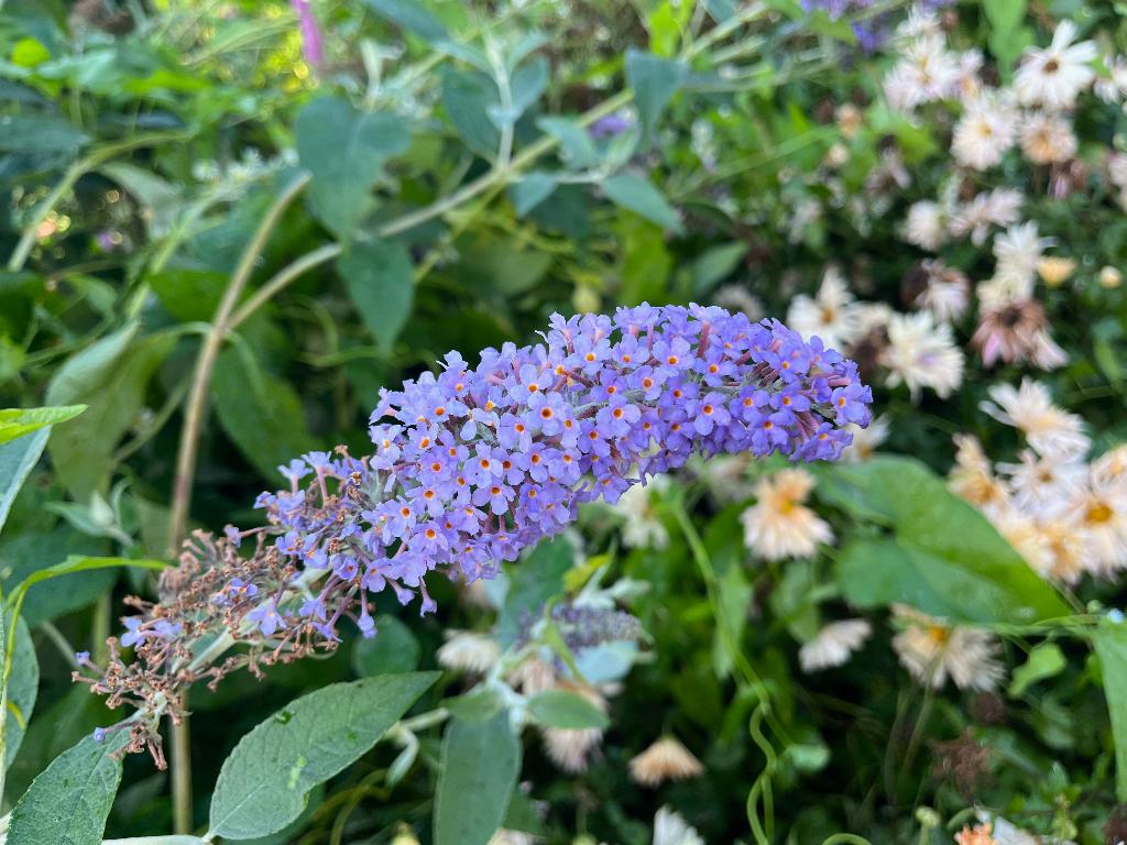 vlinderstruik buddleja verschillende soorten, Ophalen, Vlinderstruik, Struik, Minder dan 100 cm