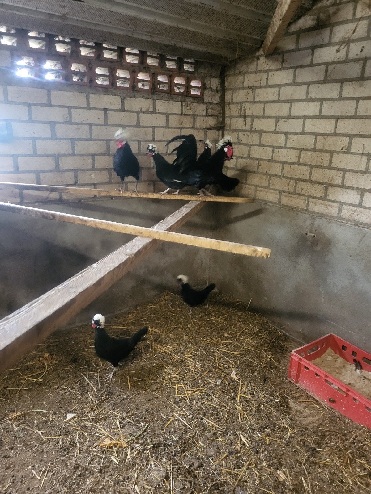 Eieren van hollandse kuifhoen, Dieren en Toebehoren, Pluimvee, Geslacht onbekend, Kip