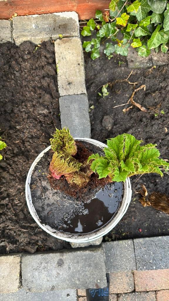 Gunnera manicata (De echte), Ophalen of Verzenden, Overige soorten, Volle zon