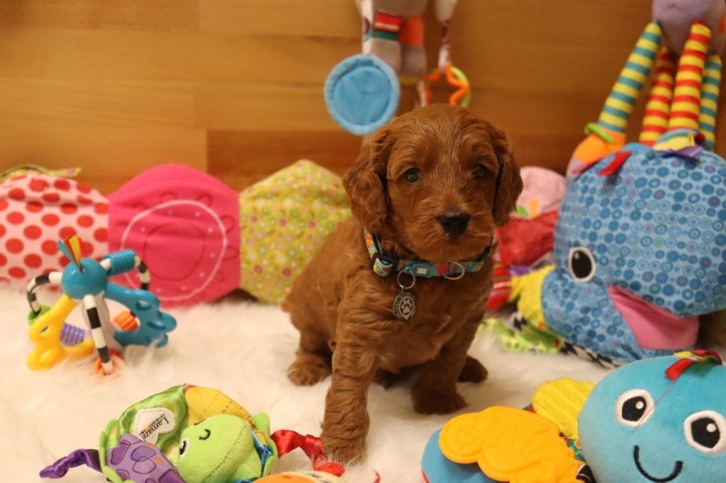 Prachtige mini / medium Australian labradoodle pups, Dieren en Toebehoren, Nederland, Parvo, Overige rassen, 8 tot 15 weken