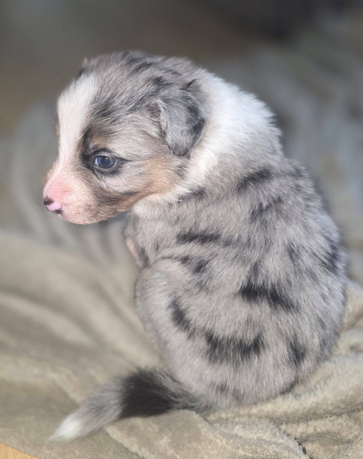 Prachtige border collie x australian sepherd pups!!, Overige rassen, 8 tot 15 weken, Meerdere dieren, Eén hond