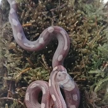 Pantherophis guttata Corn Snake photo 7