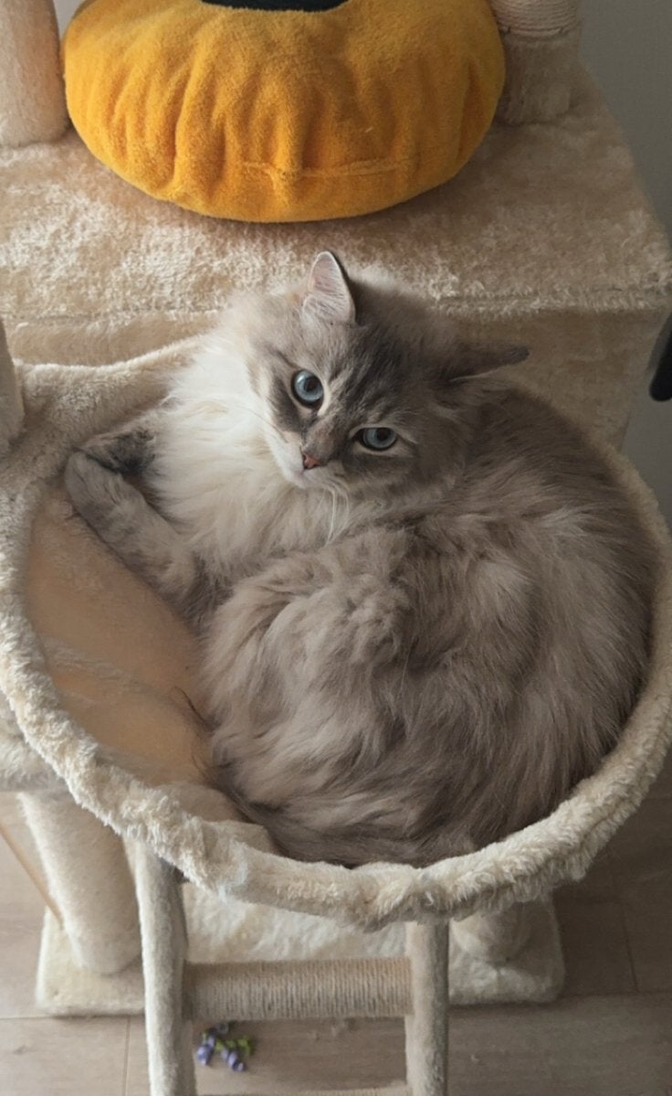 Siberische Neva Masquerade kater te koop, Kater, Met stamboom, 3 tot 5 jaar