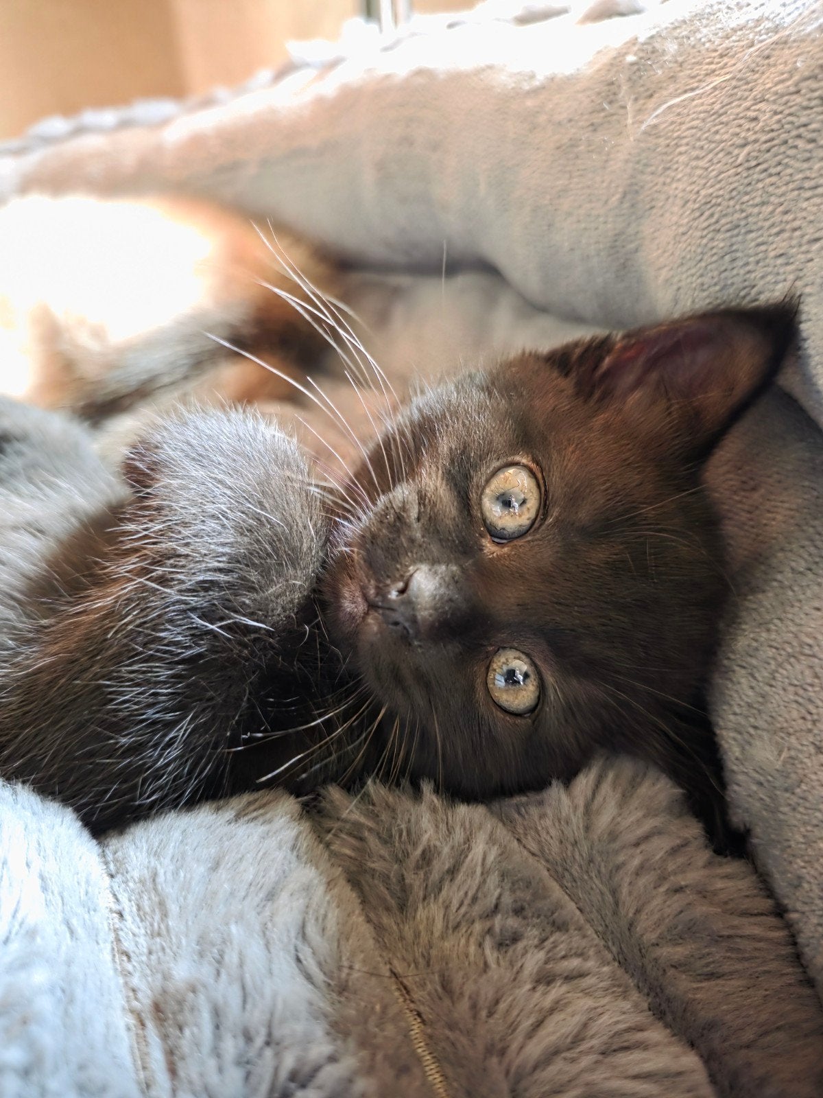 Kai half brits korthaar half maine coon, Kater, Ontwormd