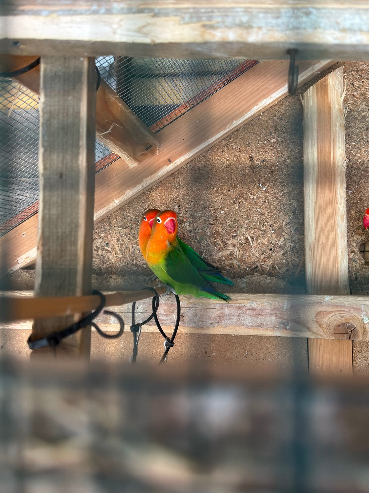 Agapornissen, Dieren en Toebehoren, Geslacht onbekend, Dwergpapegaai of Agapornis