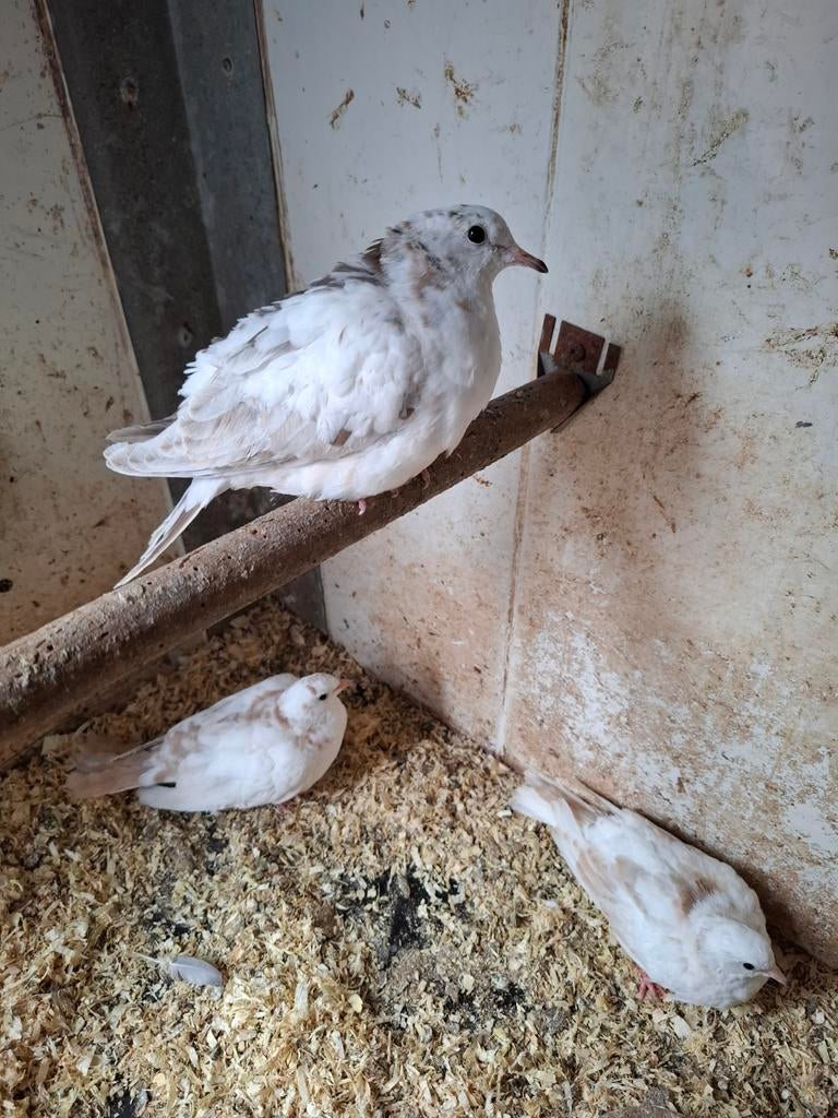 Bonte tortelduiven, Dieren en Toebehoren, Vogels | Duiven, Meerdere dieren, Overige soorten