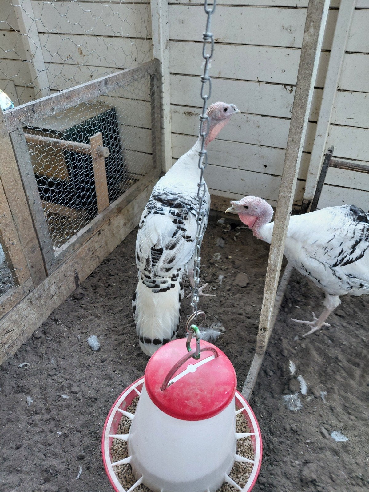 Jonge kalkoenen te koop., Dieren en Toebehoren, Pluimvee, Mannelijk, Kalkoen