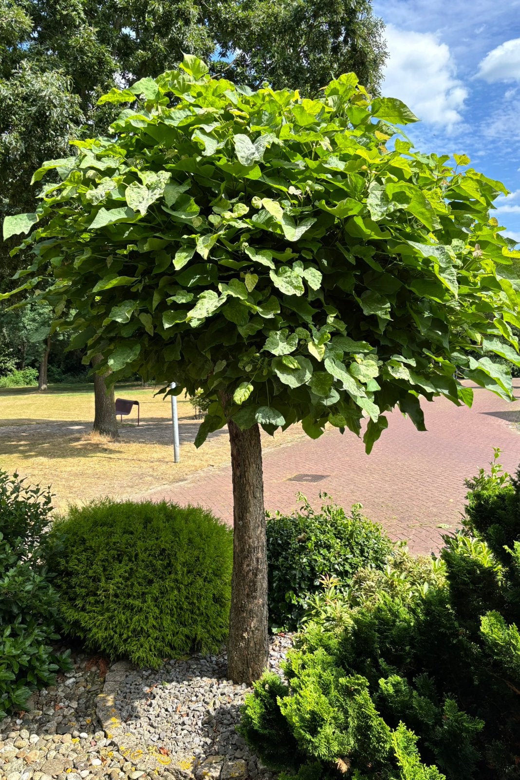 Catalpa / trompetboom, Tuin en Terras, Ophalen, Bolboom
