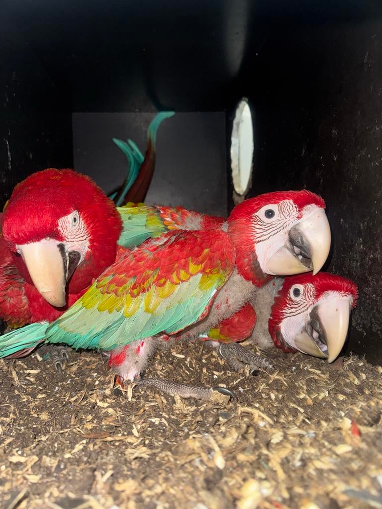 Groenvleugel ara 0.0.2, Dieren en Toebehoren, Vogels | Parkieten en Papegaaien, Meerdere dieren, Papegaai, Tam