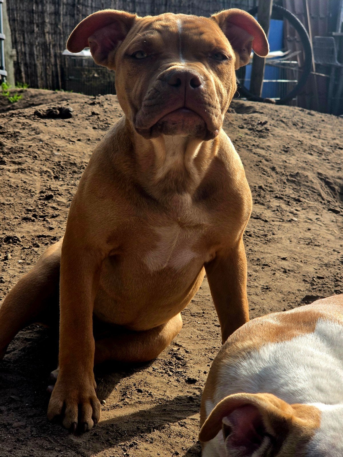 Amerikaanse Bully's pups!!, Dieren en Toebehoren, België, Particulier, 15 weken tot 1 jaar, CDV (hondenziekte)