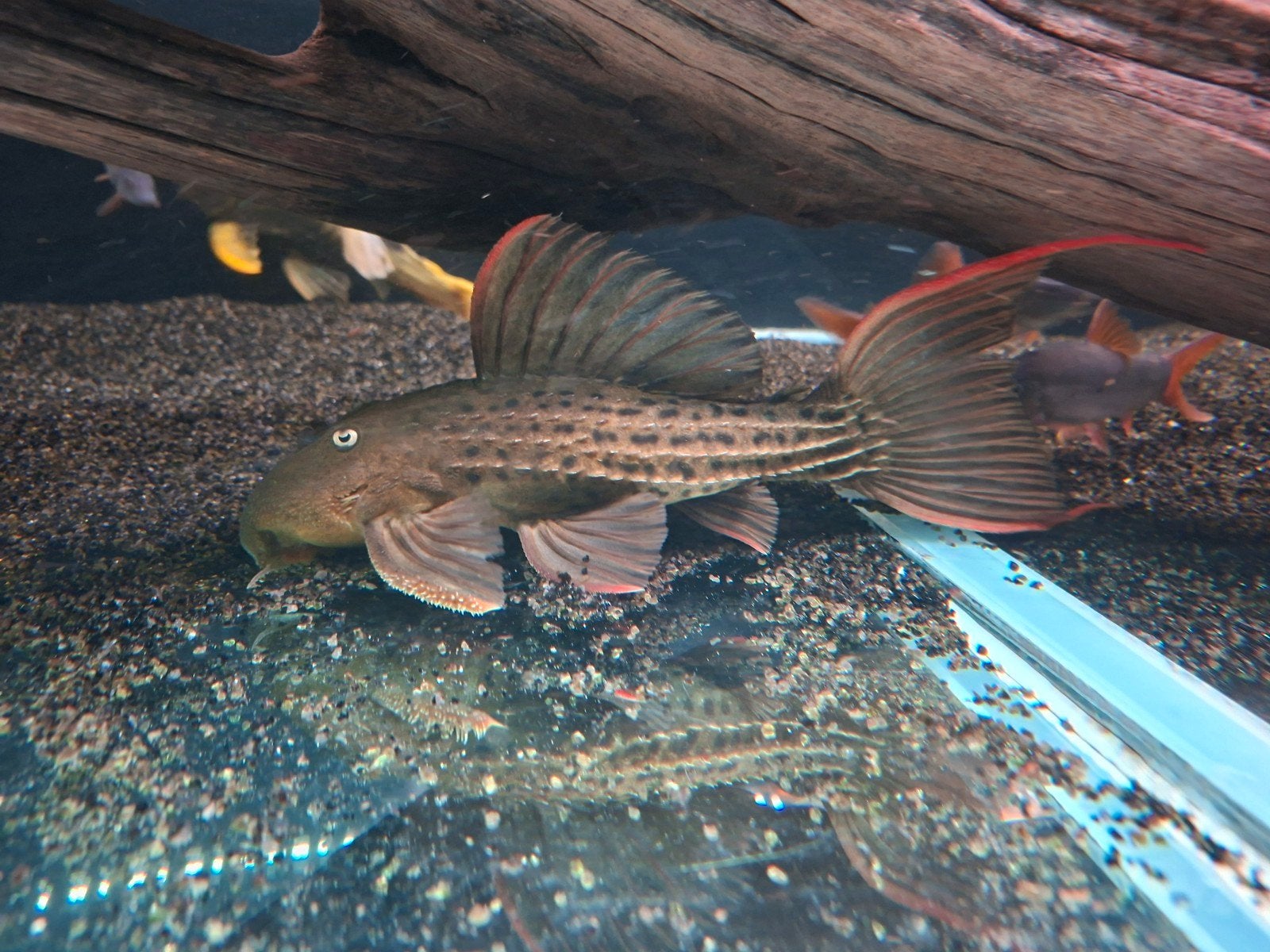 L24 (Scobinancistrus pariolispos) 25/30cm, Vis