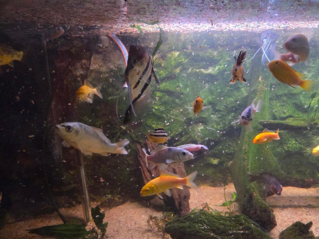 Aquarium te koop compleet, Vis