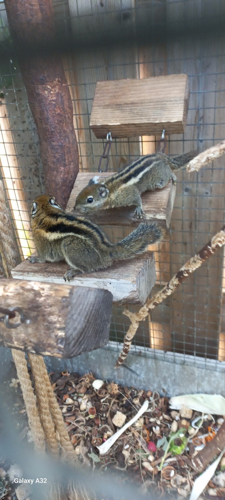 tamiops eekhoorn, Dieren en Toebehoren, Mei, Vrouwelijk
