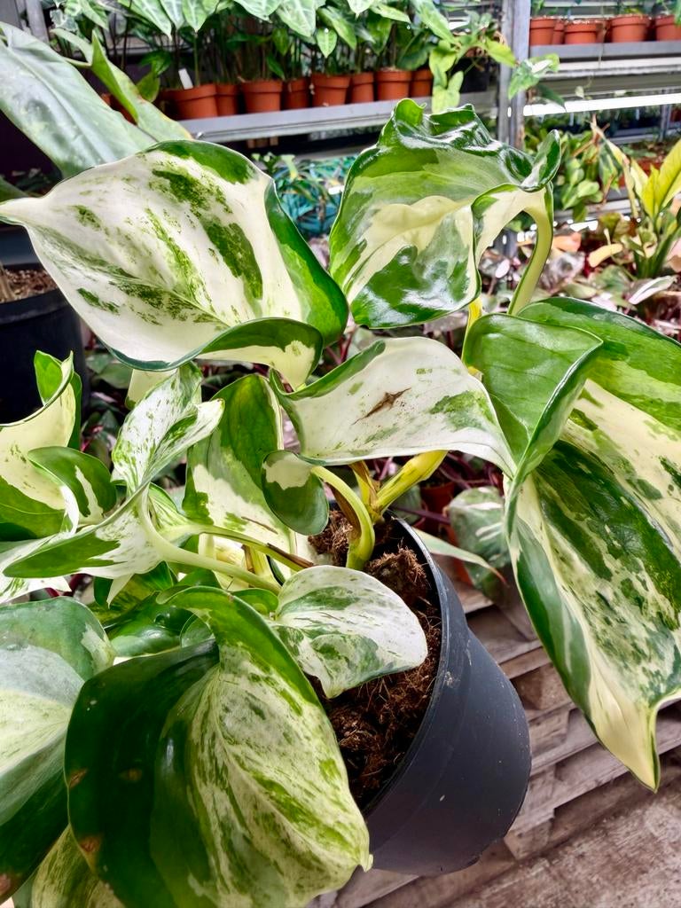 Epipremnum Mnjula p12, Huis en Inrichting, Kamerplanten, Ophalen of Verzenden