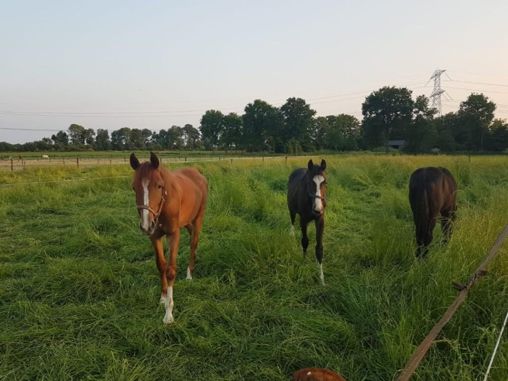 Opfok hengsten en merries 2026, Opfok
