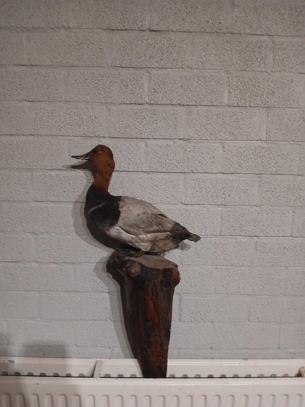 Opgezette Eend - Prachtige Decoratie, Verzamelen, Ophalen, Gebruikt, Vogel, Opgezet dier