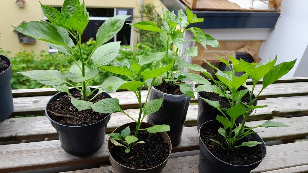 Madame Jeannete peperplanten, Tuin en Terras, Ophalen, Tweejarig, Overige soorten, Volle zon