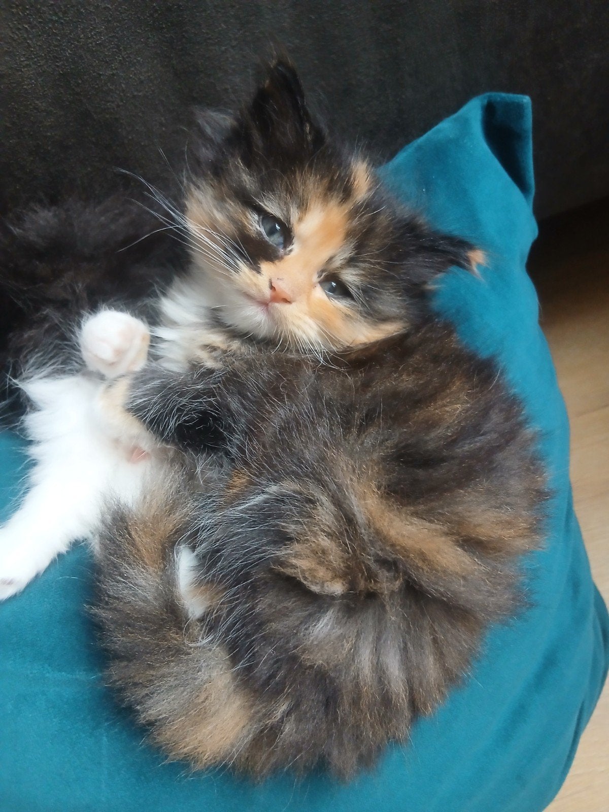 5 langharige kittens, Dieren en Toebehoren