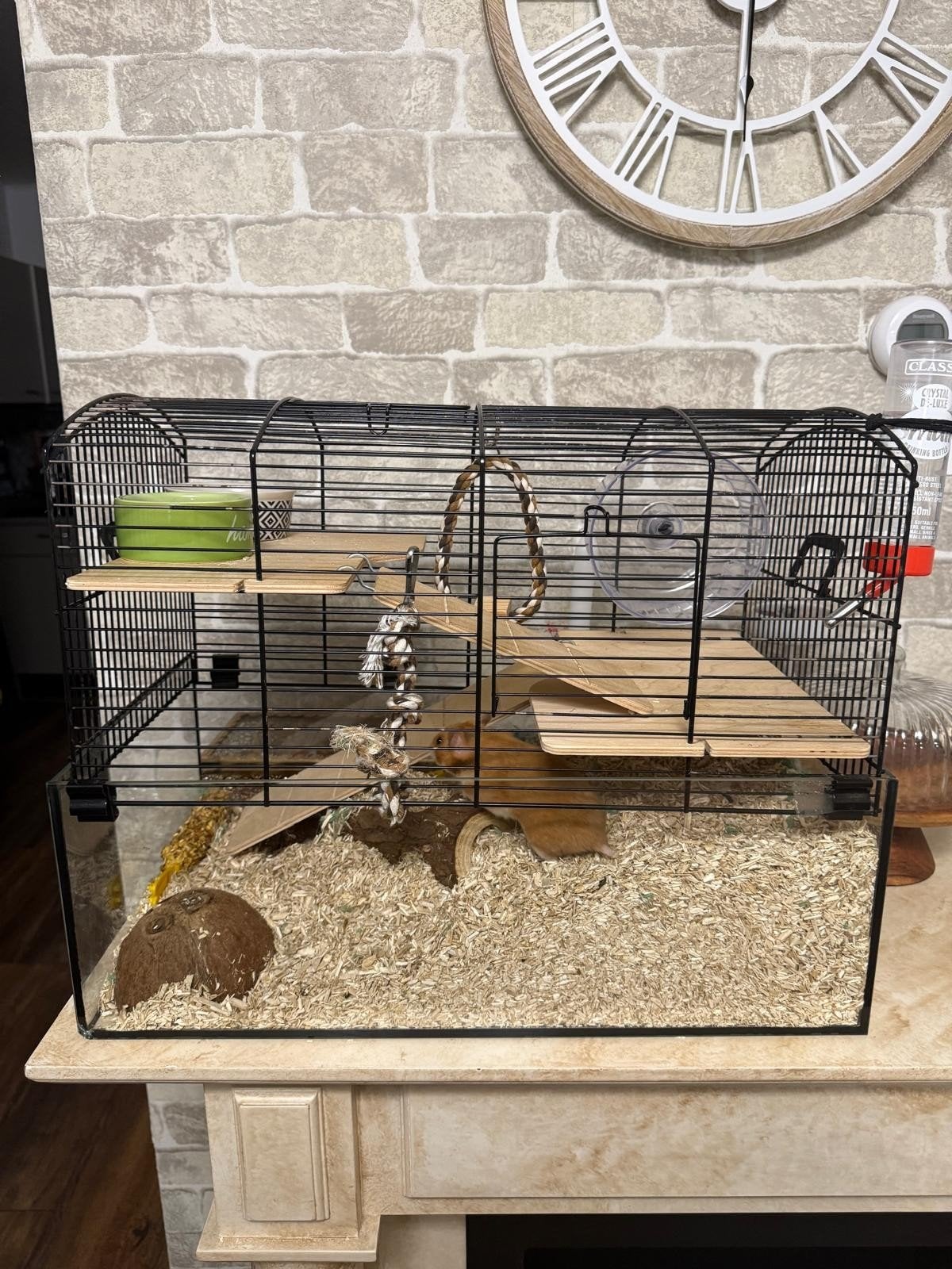 hamster met complete uitrusting te koop, Kooi, Minder dan 75 cm, Zo goed als nieuw, Hamster