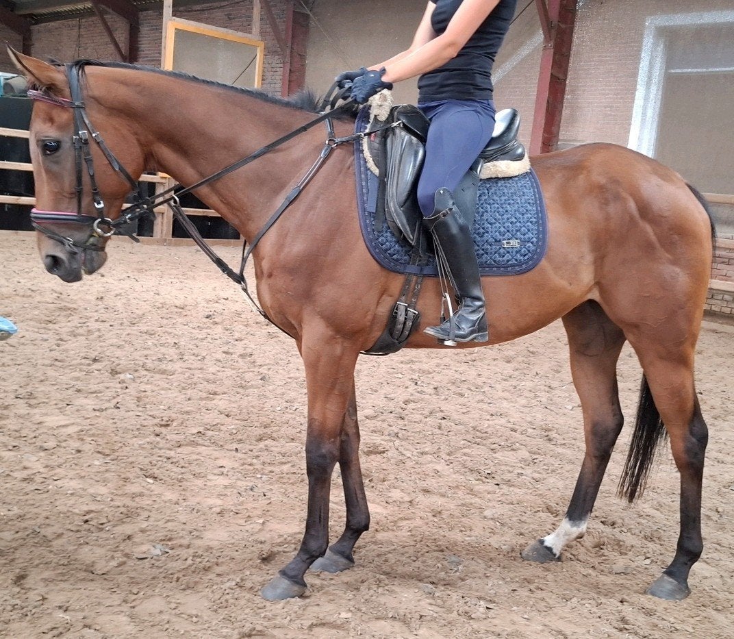 Superbrave 7 jr ruin van 1,66(recreatie-manege-sport), Dieren en Toebehoren, Paarden, Ruin, 7 tot 10 jaar, Met stamboom, B