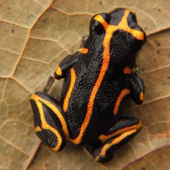 Ranitomeya imitator 'Huallaga banded', Dieren en Toebehoren, Reptielen en Amfibieën, Amfibie, 0 tot 2 jaar