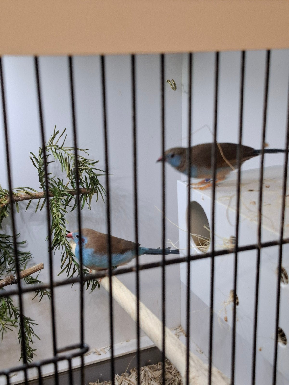 roodwang blauwfazantje koppel, Meerdere dieren