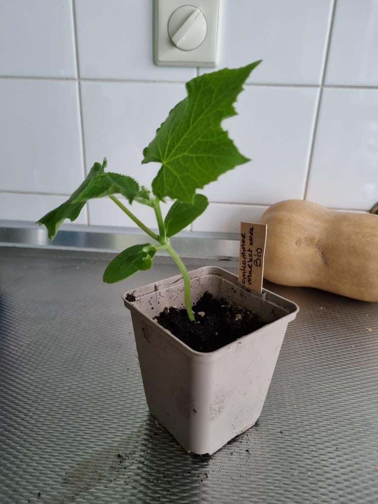 Pepers en paprika's, komkommer, Tuin en Terras, Planten | Tuinplanten, Ophalen, Eenjarig, Groenteplanten, Volle zon
