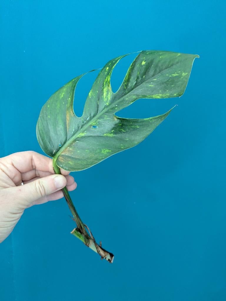 Epipremnum Pinnatum Cintho Goldfinger stek, Huis en Inrichting, Kamerplanten, Ophalen of Verzenden, Halfschaduw, Minder dan 100 cm